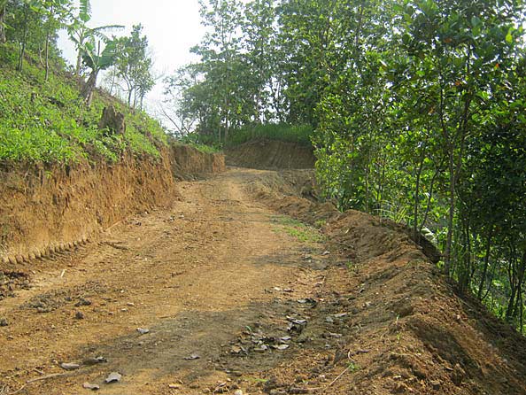 Approach road through fruit trees